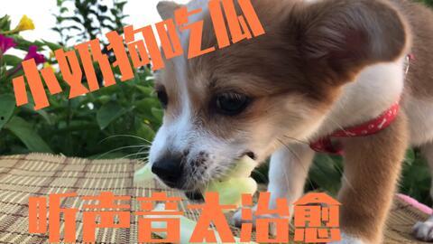 娱乐吃瓜菌小狗视频,娱乐菌带你领略萌宠欢乐时光